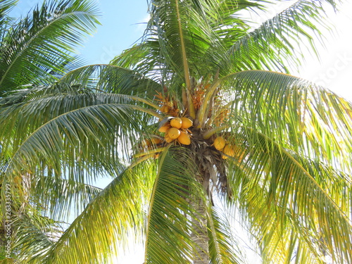 Palmera y cocos