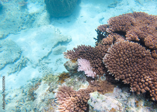 Wallpaper Mural Bleaching Coral Reef of the Perhentian Islands, Malaysia, 2018. Torontodigital.ca