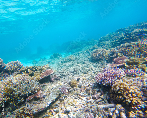 Bleaching Coral Reef of the Perhentian Islands, Malaysia, 2018.