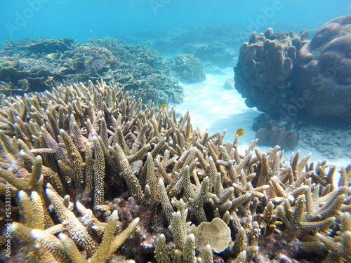 Bleaching Coral Reef of the Perhentian Islands, Malaysia, 2018.