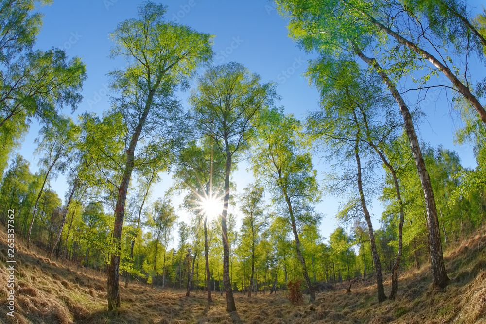 Frühling im Birkenwald Frühling im Birkenwald