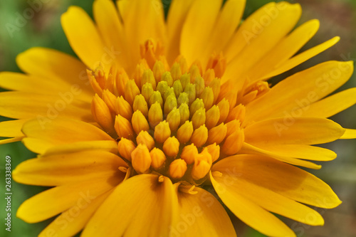 Beautiful wild spring Yellow Sneezweed  Helenium amarum  with green background.