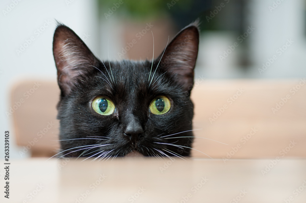 Black cat with white mustache