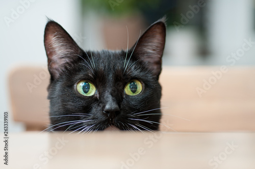 Black cat with white mustache © Oksy001
