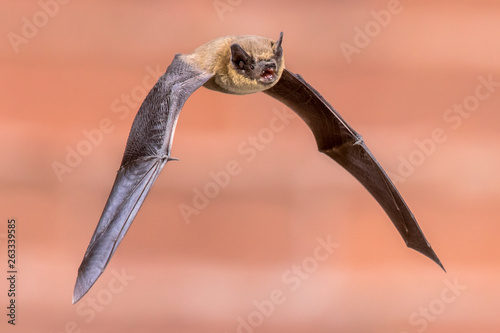 Flying pipistrelle bat photo