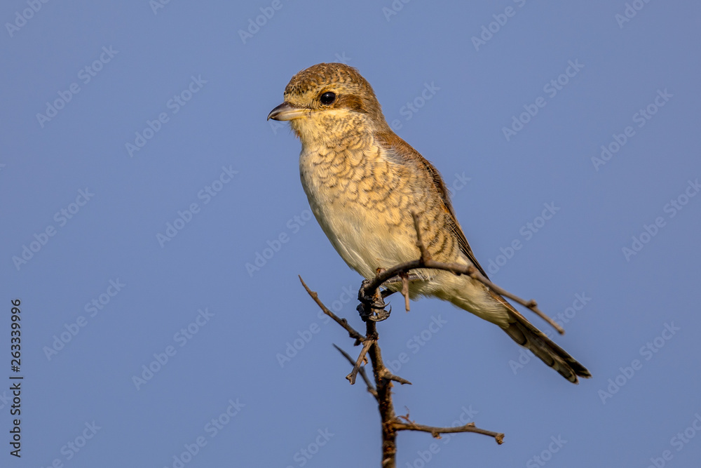 Red backed Shrike Red backed Shrike