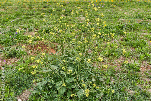 Texas Wildflower, Rapistrum rugosum, London Rocket, Bastardcabbage. photo