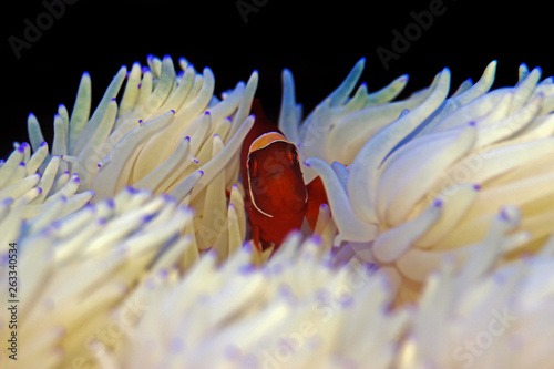 Red Goldenflake maroon Clownfish in relationship with white Sabae Anemone  photo