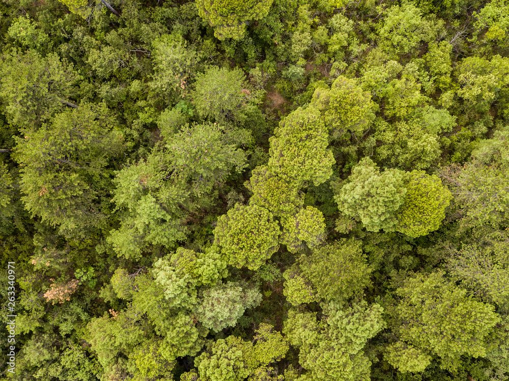Mixed forest aerial view