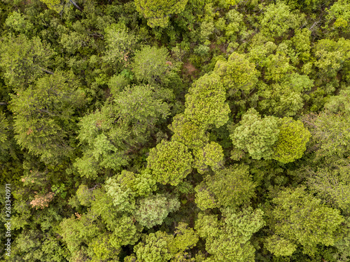 Mixed forest aerial view © creativenature.nl