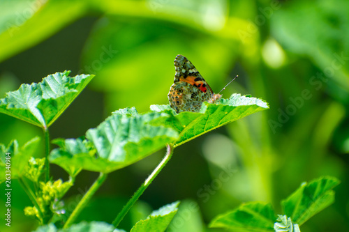 Painted Lady Butterfly on Green Leaf