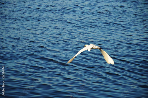 egret flying above the water © CARLOS