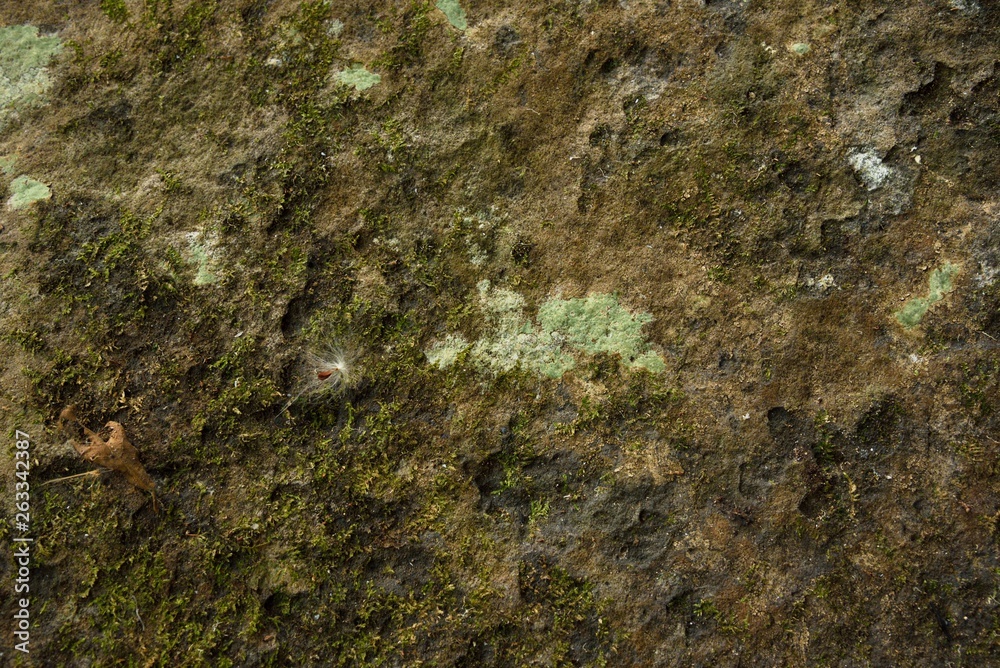 Moss wall background in nature Moss wall background in nature