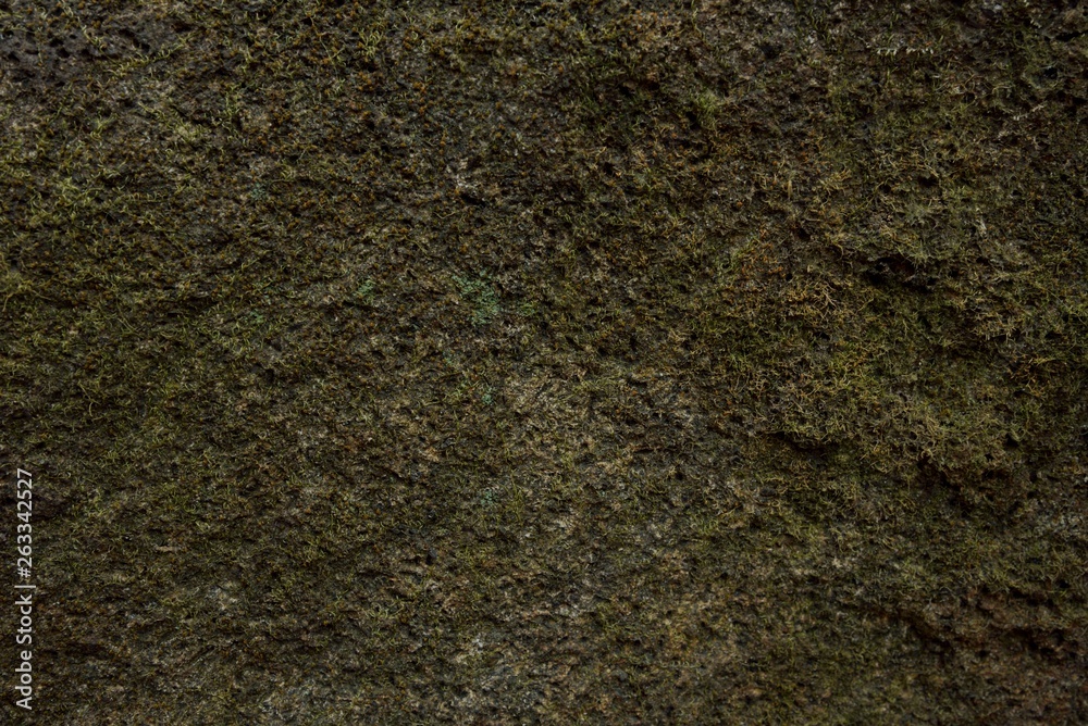 Moss wall background in nature Moss wall background in nature