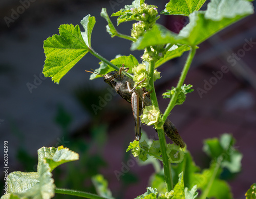 Carolina Grasshopper on plant, eating leaves