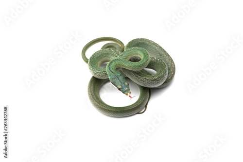 Vietnamese longnose rat snake isolated on white background