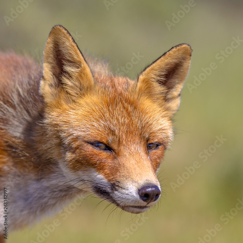 Red Fox cute portrait © creativenature.nl