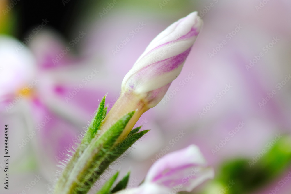 moss phlox bud closeup moss phlox bud closeup