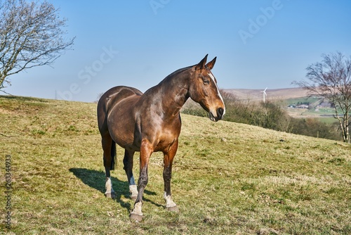 Chestnut Bay Horse © Miravision