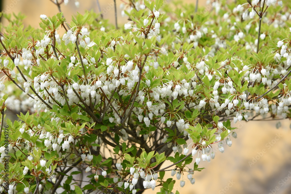 Japanese enkianthus / Called 