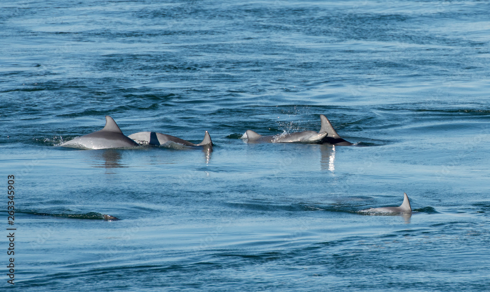 Fototapeta premium Dolphin with baby swimming along side mother, on the Australian east coast.