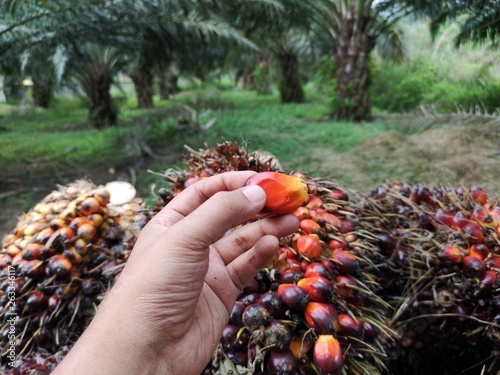 Red palm oil fruit 