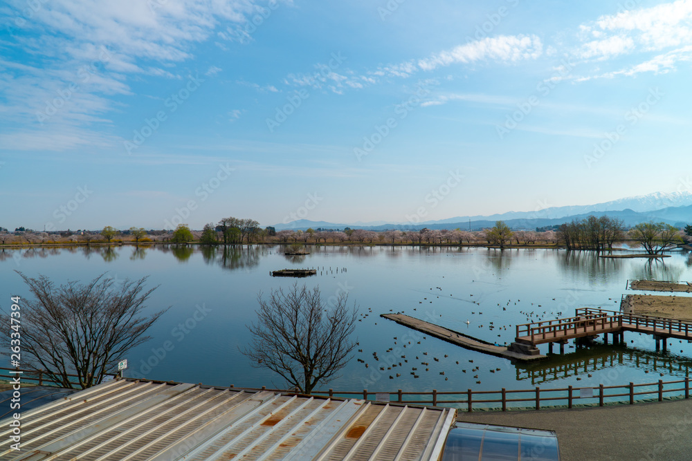 新潟県阿賀野市瓢湖の春の全景