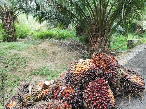 Red palm oil fruit 