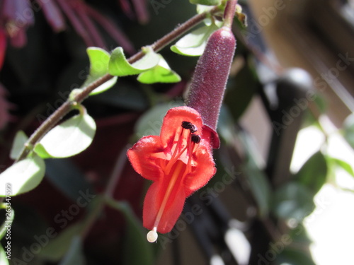 Red lipstick plant growing indoors by a bright sunlit window 