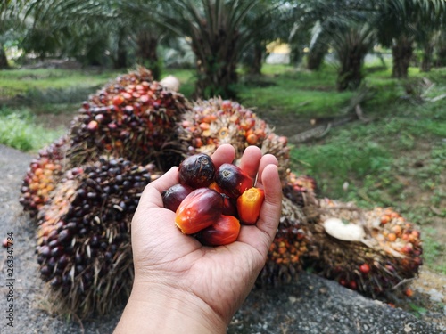 Red palm oil fruit 