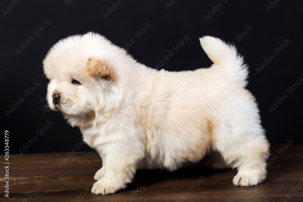 fluffy chow-chow puppy(40 day) fluffy chow-chow puppy(40 day)