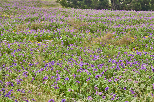 Patch of Erodium texanum, also known as Texas filaree, Texas stork's bill, or heronbill,on green background