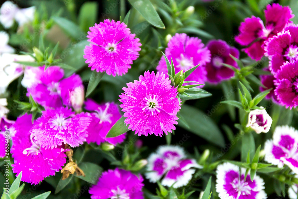 Dianthus flower (Dianthus chinensis) blooming in garden Dianthus flower (Dianthus chinensis) blooming in garden