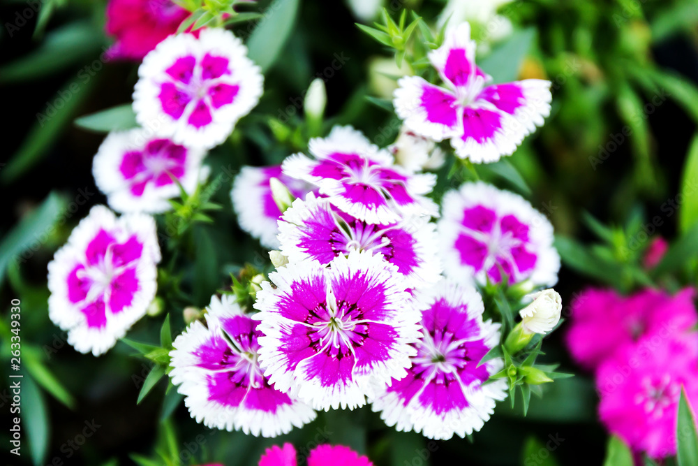 Dianthus flower (Dianthus chinensis) blooming in garden Dianthus flower (Dianthus chinensis) blooming in garden