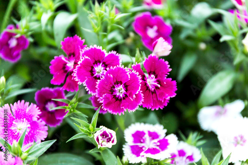 Dianthus flower (Dianthus chinensis) blooming in garden