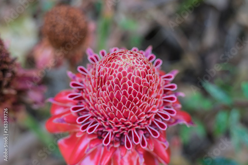 Beautiful close up of red etlingera elatior in the garden nature background