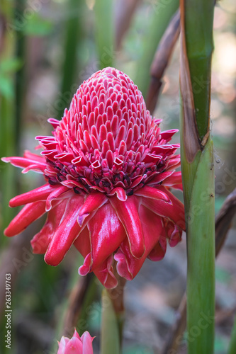 Beautiful close up of red etlingera elatior in the garden,nature background photo