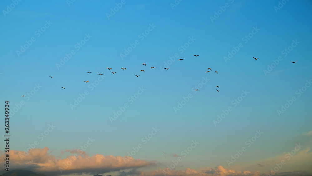 Obraz premium Birds flying on the sky