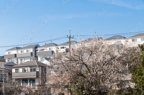 丘まで並ぶ住宅と満開の桜