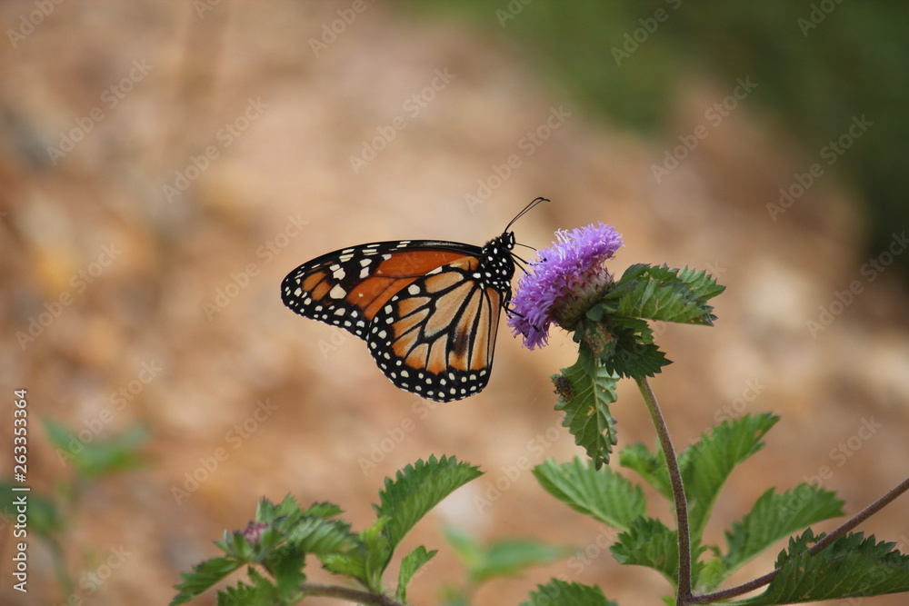 Obraz premium butterfly and flower