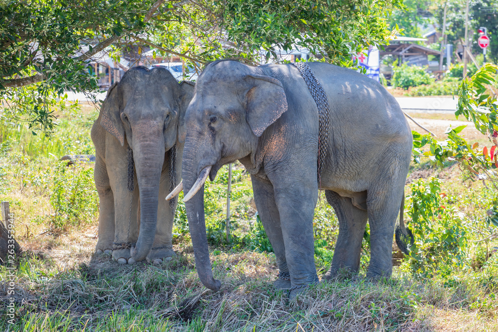 Fototapeta premium Two Thai elephants