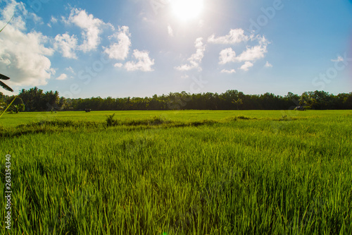 Rice fields asian stuff of life the staple food in a Country side rural scene with blue sky and green plants 