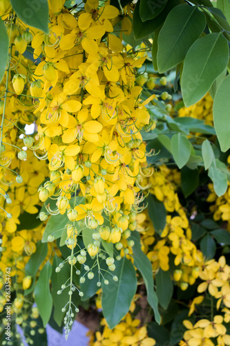 Cassia fistula