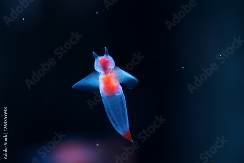 クリオネ の画像 471 件の Stock 写真 ベクターおよびビデオ Adobe Stock