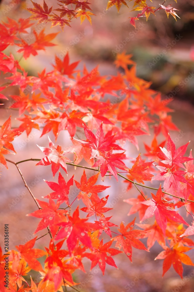 Maple leaves in autumn