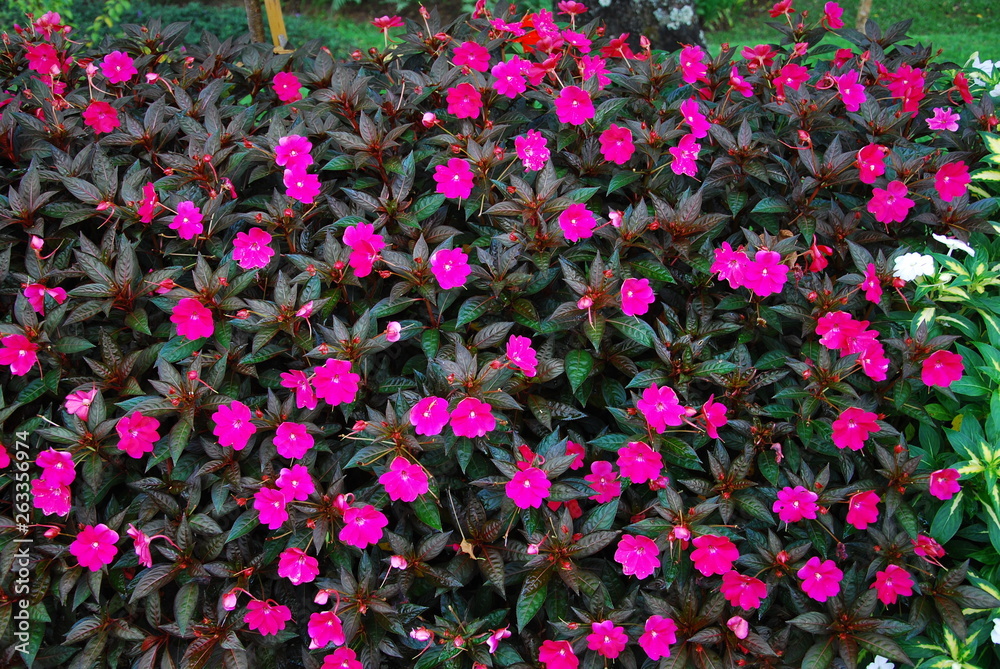 Fototapeta premium Beautiful colorful flowers.