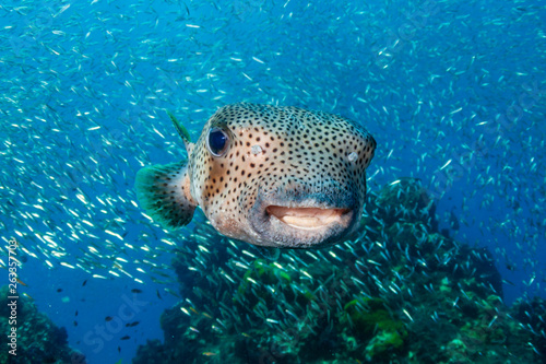 Photography A curious Pufferfish / Porcupine fish on a tropical coral reef