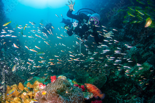 SCUBA divers over a colorful tropical coral reef in Thailand