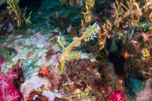 Delicate and beautiful Ornate Ghost Pipefish on a tropical coral reef (Richelieu Rock, Thailand)