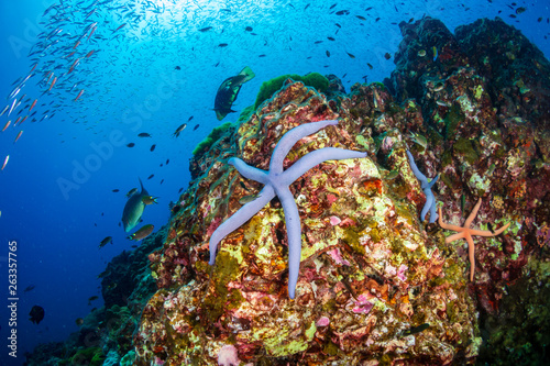 Colorful Starfish and tropical fish on a coral reef